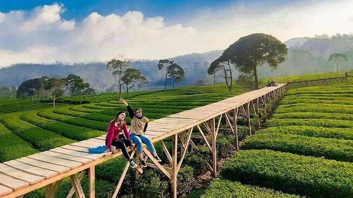 Puncak Bogor: Destinasi Pilihan Utama Liburan Akhir Tahun bagi Warga Jakarta