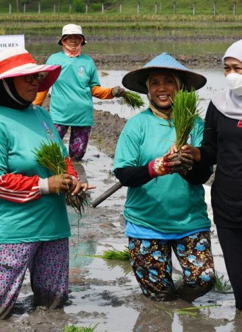 Kontribusi Signifikan Jawa Timur dalam Laju Tanam Padi Nasional
