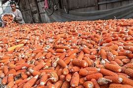 Produksi Jagung Nasional Meningkat: Sinergi Polri dan Berbagai Pihak