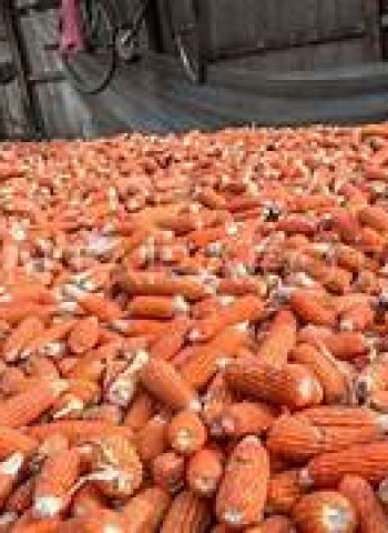 Produksi Jagung Nasional Meningkat: Sinergi Polri dan Berbagai Pihak