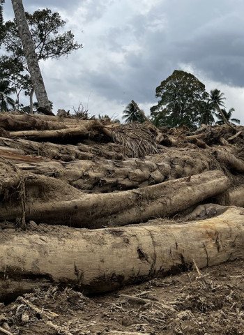 Penemuan Alat Berat di Tapsel: Dugaan Keterlibatan dalam Penebangan Liar