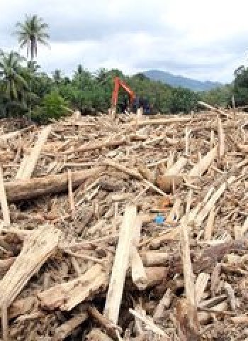 Menteri LH: Kayu Gelondongan Terbawa Banjir Sumatera Hasil Pembukaan Kebun Sawit