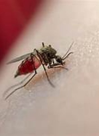 Kasus DBD Meningkat Tajam di Musim Hujan: Pencegahan Dinilai Kunci Utama