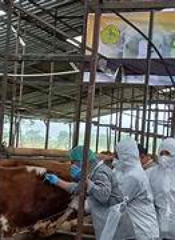 30 Ribu Vaksin PMK Disalurkan Pemkab Banyuwangi untuk Cegah Penyakit Mulut dan Kuku pada Ternak