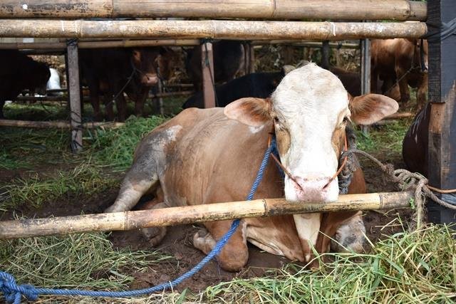 Pemerintah Siapkan Impor 180 Ribu Ton Daging Sapi untuk Stabilitas Pasokan 2025