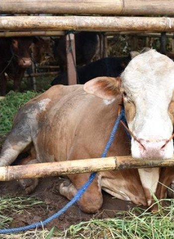 Pemerintah Siapkan Impor 180 Ribu Ton Daging Sapi untuk Stabilitas Pasokan 2025