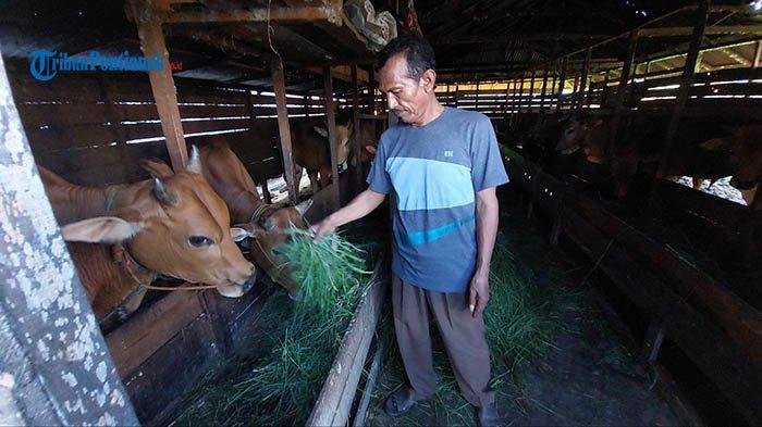 Penurunan Drastis Omzet Penjualan Daging Sapi di Pacitan Akibat Wabah PMK