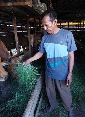 Penurunan Drastis Omzet Penjualan Daging Sapi di Pacitan Akibat Wabah PMK