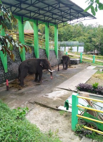 Kontroversi Video Gajah Dirantai di Taman Satwa Waduk Gajah Mungkur Wonogiri