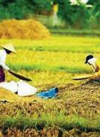 Pertumbuhan Sektor Pertanian Indonesia Mencapai Puncak Tertinggi dalam 15 Tahun