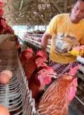 BPI Danantara Alokasikan Rp 20 Triliun untuk Dukung Peternak Ayam di Indonesia