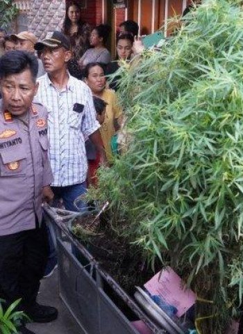 Tanam Ganja di Rumah, Pria di Jagakarsa Ditangkap Polisi