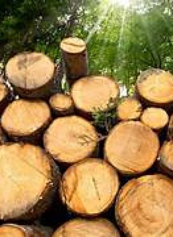 Polisi Segera Tetapkan Tersangka Kasus Kayu Gelondongan Banjir Sumatera