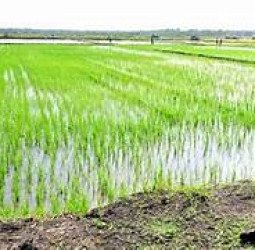 Prabowo Subianto: Optimisme Menuju Swasembada Pangan di Indonesia