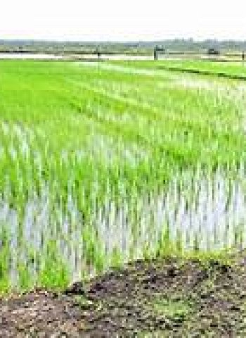 Prabowo Subianto: Optimisme Menuju Swasembada Pangan di Indonesia