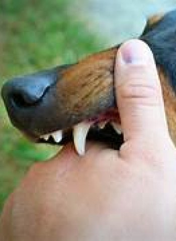 Perubahan KUHP: Hukuman Pemilik Hewan Peliharaan yang Menyerang Orang